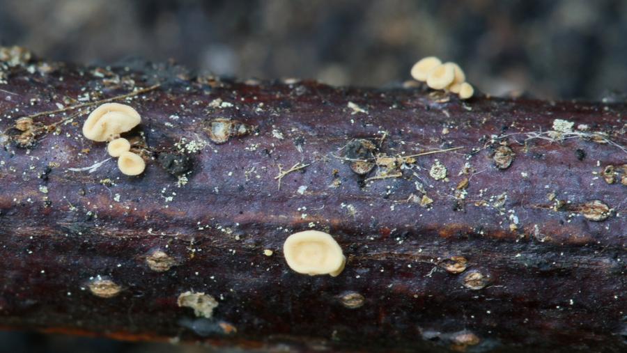 Physalacria auricularioides Physalacria auricularioides