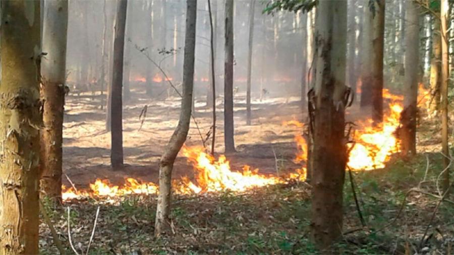 Lapas destrúen un eucaliptal en Galicia Lapas destrúen un eucaliptal en Galicia