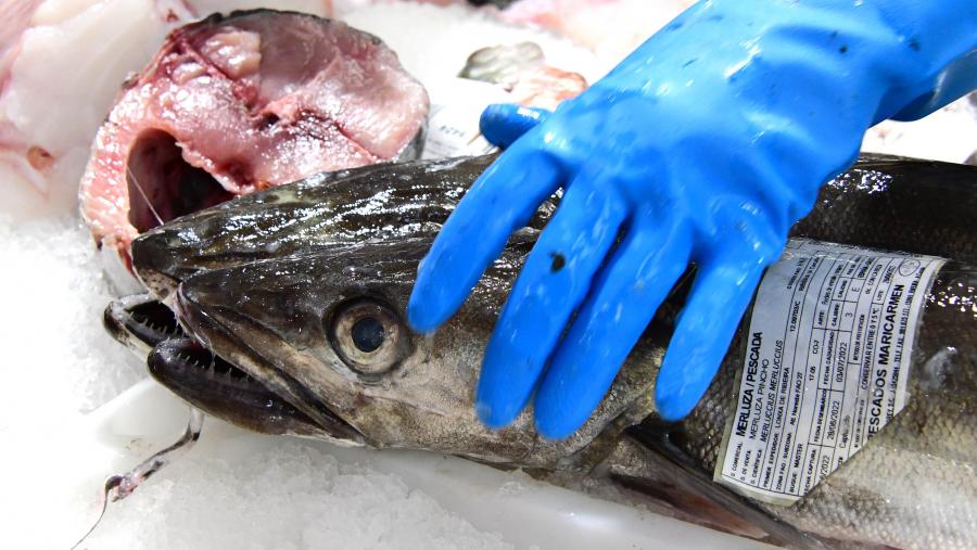 Os resultados desta investigación indican que España captura nos caladoiros nacionais só o 8% da pescada que consome (12.002 toneladas). FOTO: Santi Alvite Os resultados desta investigación indican que España captura nos caladoiros nacionais só o 8% da pescada que consome (12.002 toneladas). FOTO: Santi Alvite