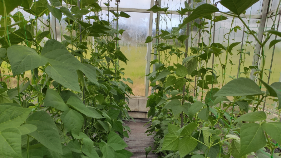 O CiQUS colaborará coa Misión Biolóxica de Galicia do CSIC (MBG) na posta en funcionamento dunha Unidade Asociada no ámbito do Biocontrol de cultivos. FOTO: CSIC O CiQUS colaborará coa Misión Biolóxica de Galicia do CSIC (MBG) na posta en funcionamento dunha Unidade Asociada no ámbito do Biocontrol de cultivos. FOTO: CSIC
