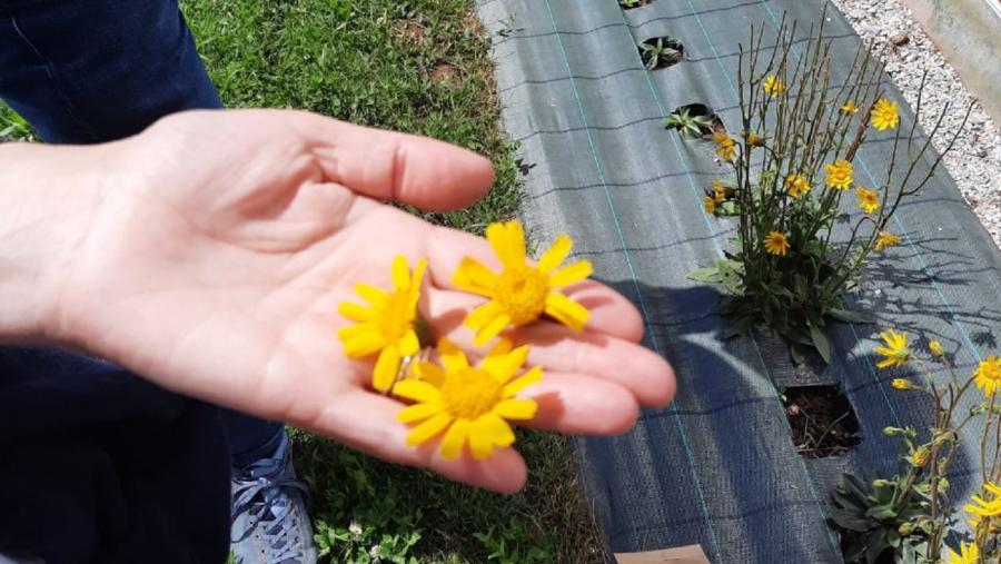 Flores de árnica dunha parcela de cultivo experimental Flores de árnica dunha parcela de cultivo experimental