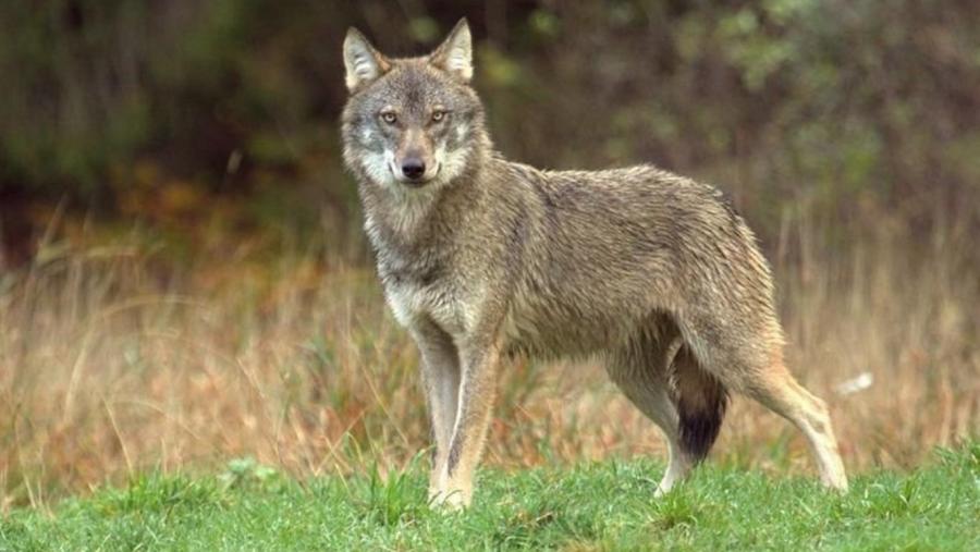 Un lobo no monte Un lobo no monte