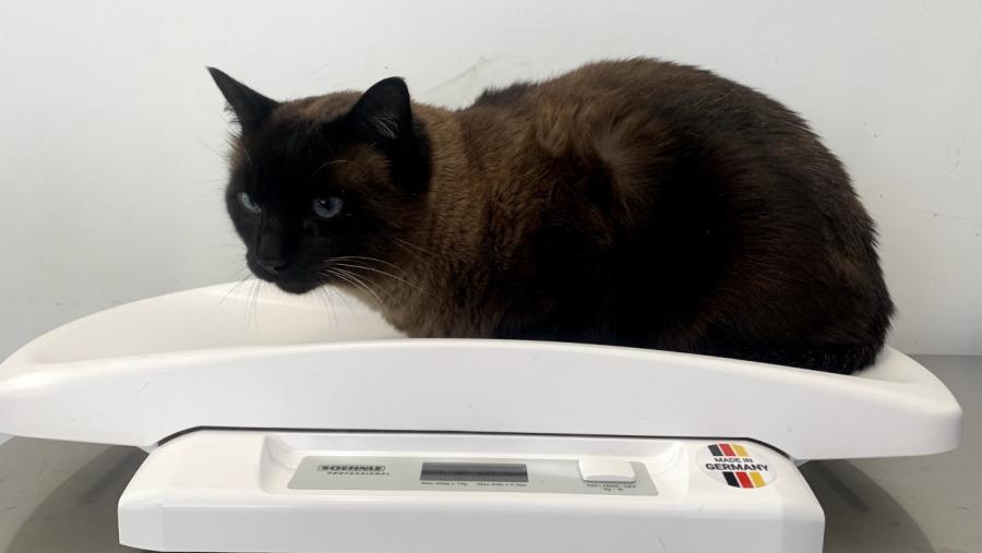 Un gato, nunha báscula Un gato, nunha báscula