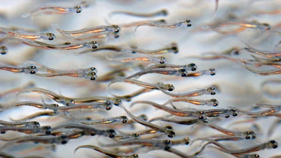 Entre as accións que se executarán ata 2027 no seo deste proxecto, atópase o desenvolvemento de vacinas rendibles para previr enfermidades en peixes de cultivo Entre as accións que se executarán ata 2027 no seo deste proxecto, atópase o desenvolvemento de vacinas rendibles para previr enfermidades en peixes de cultivo