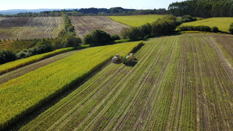 Recolleita de millo nunha parcela Recolleita de millo nunha parcela