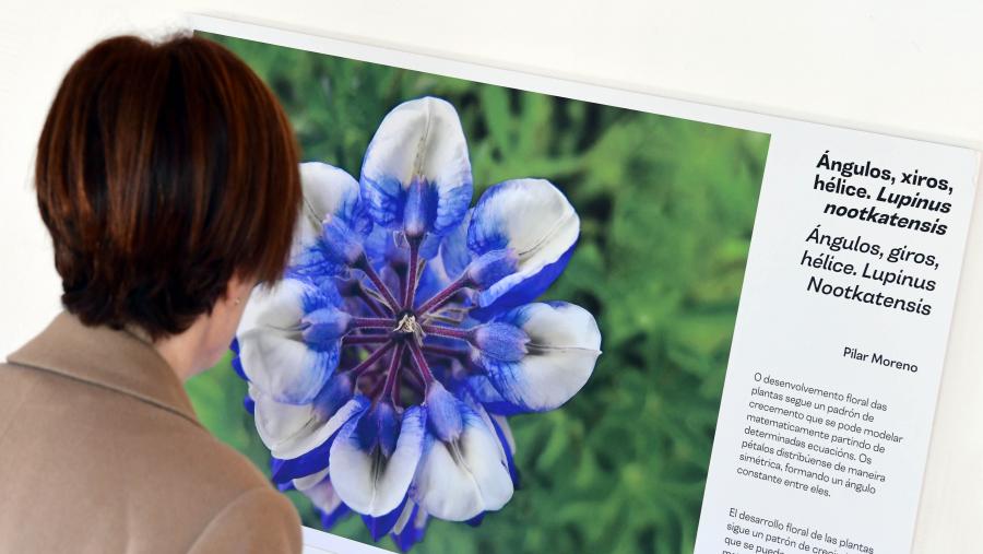 A exposición 'Xeometría Natural' poderá ser visitada no Claustro Alto de Fonseca ata o 5 de abril. FOTO: Santi Alvite A exposición 'Xeometría Natural' poderá ser visitada no Claustro Alto de Fonseca ata o 5 de abril. FOTO: Santi Alvite