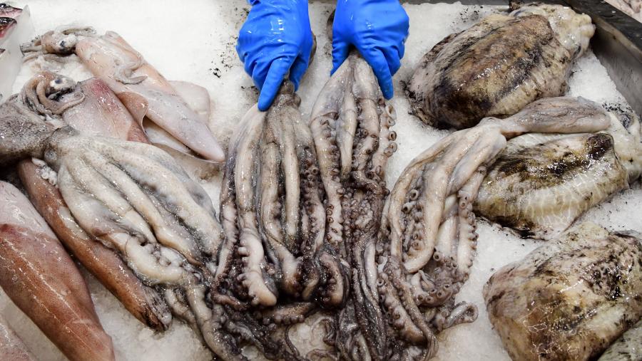 Os cefalópodos son depredadores importantes dentro dos ecosistemas mariños e teñen tamén unha notable importancia nutricional e cultural que contribúe a reforzar a seguridade alimentaria humana. FOTO: Santi Alvite Os cefalópodos son depredadores importantes dentro dos ecosistemas mariños e teñen tamén unha notable importancia nutricional e cultural que contribúe a reforzar a seguridade alimentaria humana. FOTO: Santi Alvite