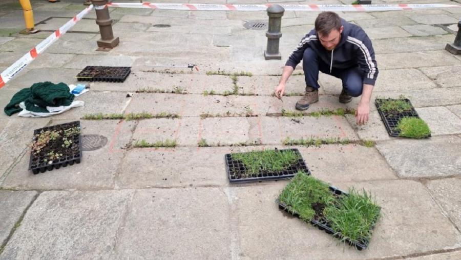O obxectivo destes traballos é estudar o comportamento colonizador das plantas nas xuntas entre as laxes de pavimento O obxectivo destes traballos é estudar o comportamento colonizador das plantas nas xuntas entre as laxes de pavimento