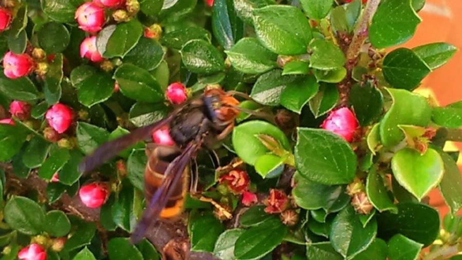 Imaxe dunha avespa velutina sobre unha planta Imaxe dunha avespa velutina sobre unha planta