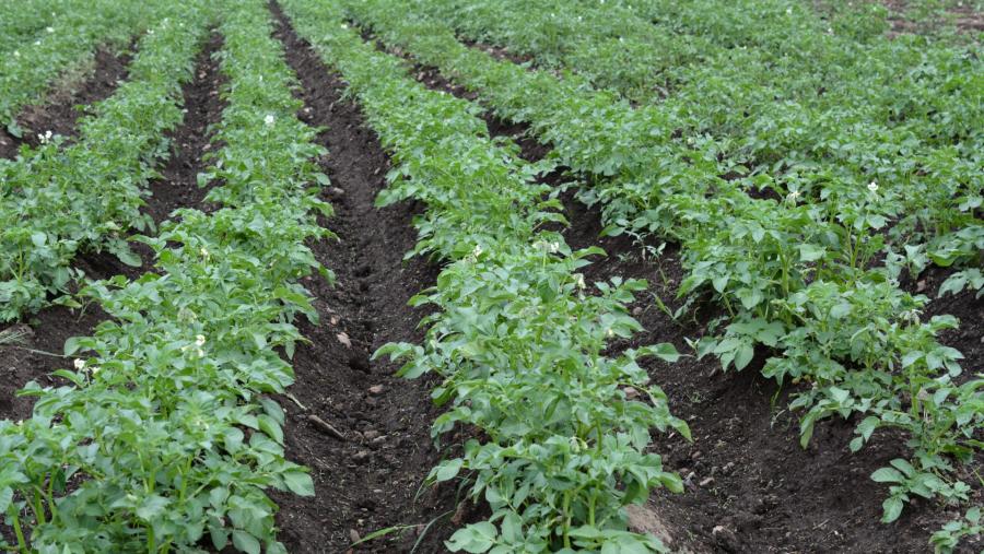 Plantación de patacas na se que se aplicaron extractos de algas Plantación de patacas na se que se aplicaron extractos de algas