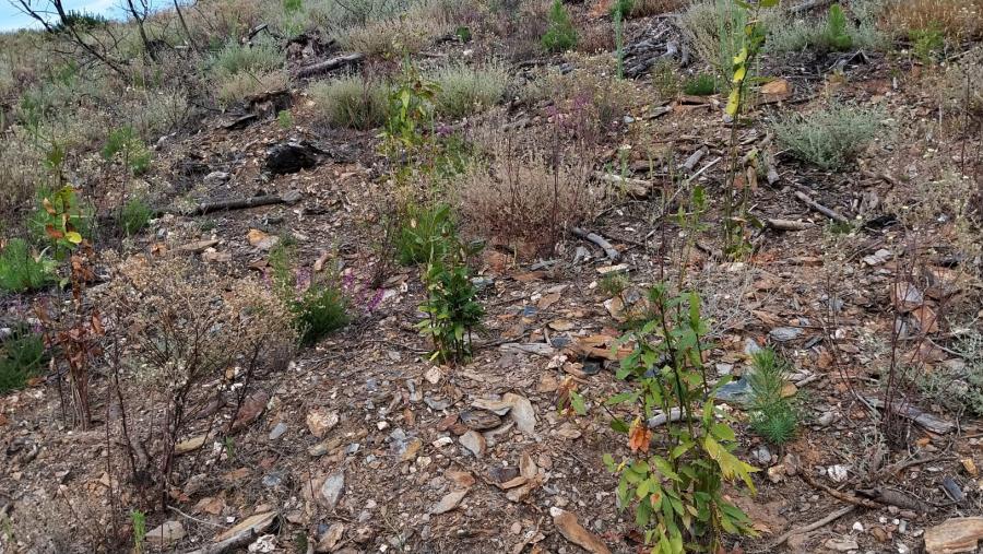 Plantacións realizadas nun monte de Quiroga ao abeiro do Life VAIA Plantacións realizadas nun monte de Quiroga ao abeiro do Life VAIA