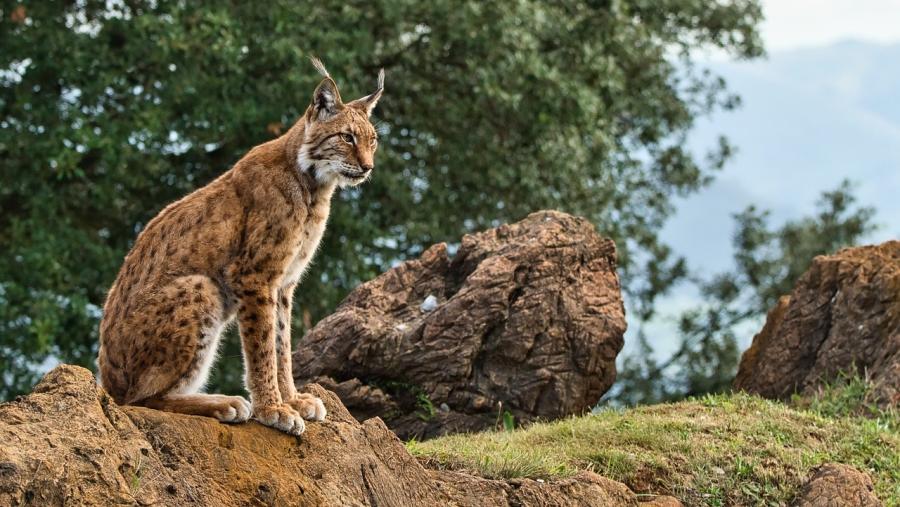 A pesar da favorable recuperación do lince ibérico, a súa supervivencia a longo prazo atópase ameazada debido á erosión xenética A pesar da favorable recuperación do lince ibérico, a súa supervivencia a longo prazo atópase ameazada debido á erosión xenética