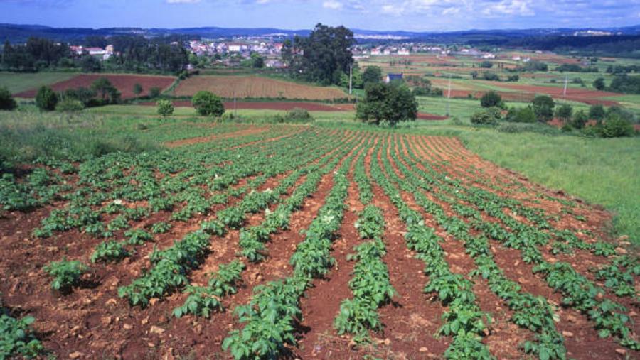 Galicia é unha das principais produtoras de pataca de España. Foto: Pixabay Galicia é unha das principais produtoras de pataca de España. Foto: Pixabay