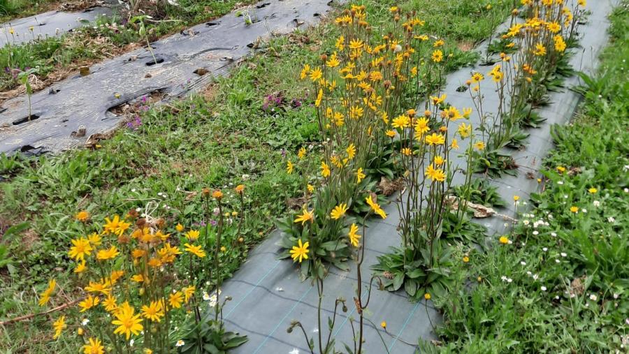 Plantación de 'Arnica montana' L. na finca de prácticas da EPS de Enxeñaría Plantación de 'Arnica montana' L. na finca de prácticas da EPS de Enxeñaría