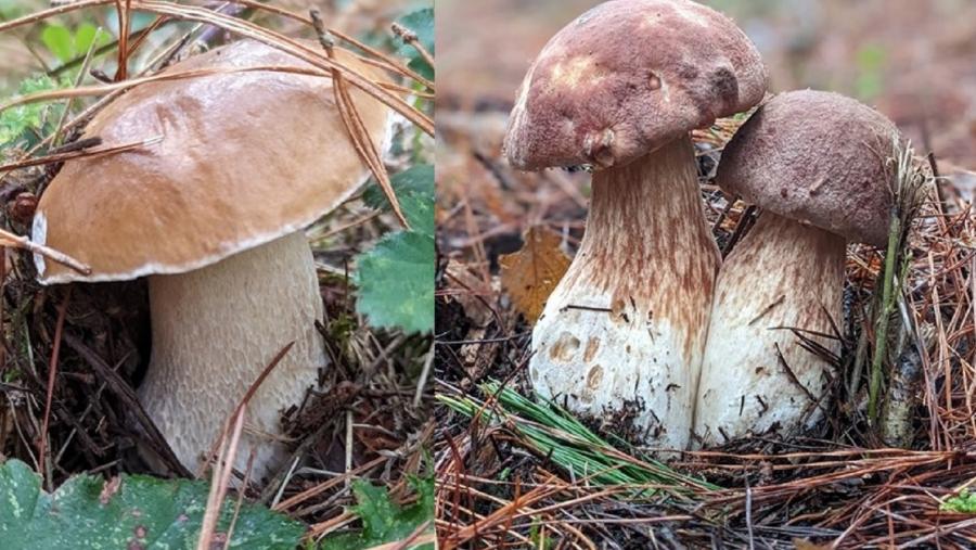 Imaxe dun exemplar de 'Boletus edulis' (esquerda) e de dous 'Boletus pinophilus'. Fotos: Julián Alonso Imaxe dun exemplar de 'Boletus edulis' (esquerda) e de dous 'Boletus pinophilus'. Fotos: Julián Alonso