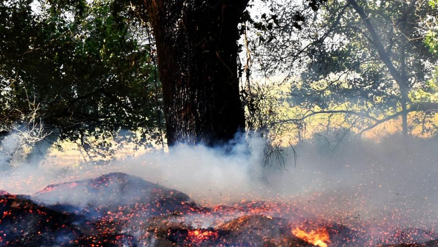 Terreo forestal afectado polas lapas. Foto: Santi Alvite Terreo forestal afectado polas lapas. Foto: Santi Alvite