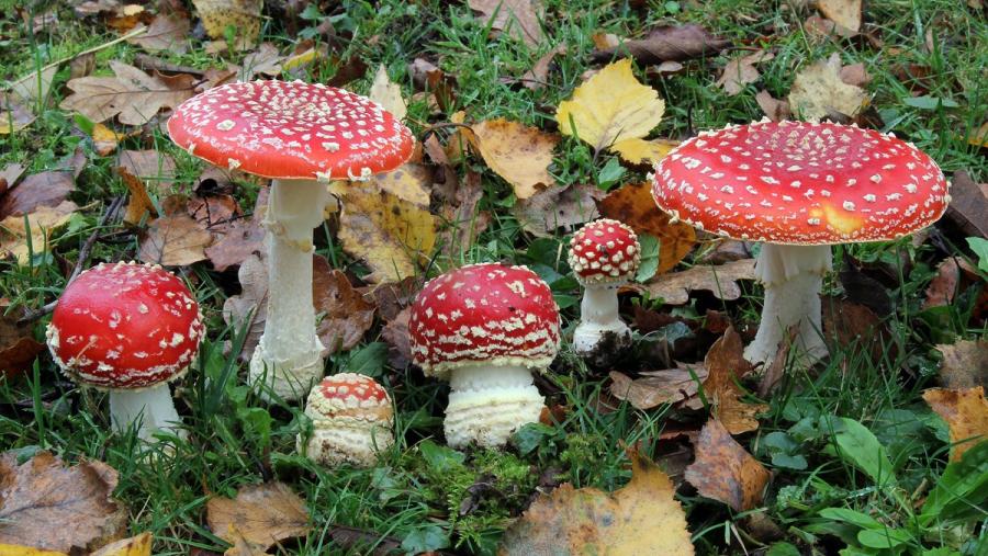 Imaxe dunha das especies incluída na guía micolóxica básica da provincia de Lugo Imaxe dunha das especies incluída na guía micolóxica básica da provincia de Lugo
