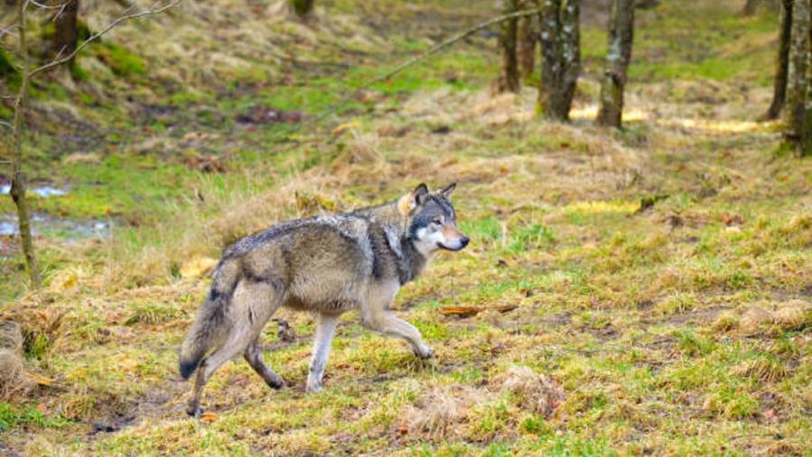 A inclusión do lobo no Lespre reaviva o debate sobre a convivencia deste depredador co gando no monte A inclusión do lobo no Lespre reaviva o debate sobre a convivencia deste depredador co gando no monte