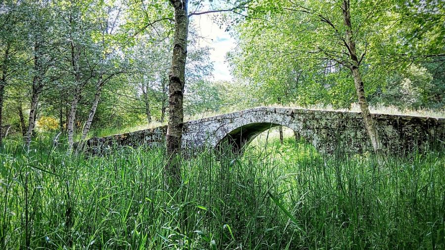 O ‘decaemento do ameneiro’ é unha doenza fúnxica causada por 'Phytophthora alni' O ‘decaemento do ameneiro’ é unha doenza fúnxica causada por 'Phytophthora alni'