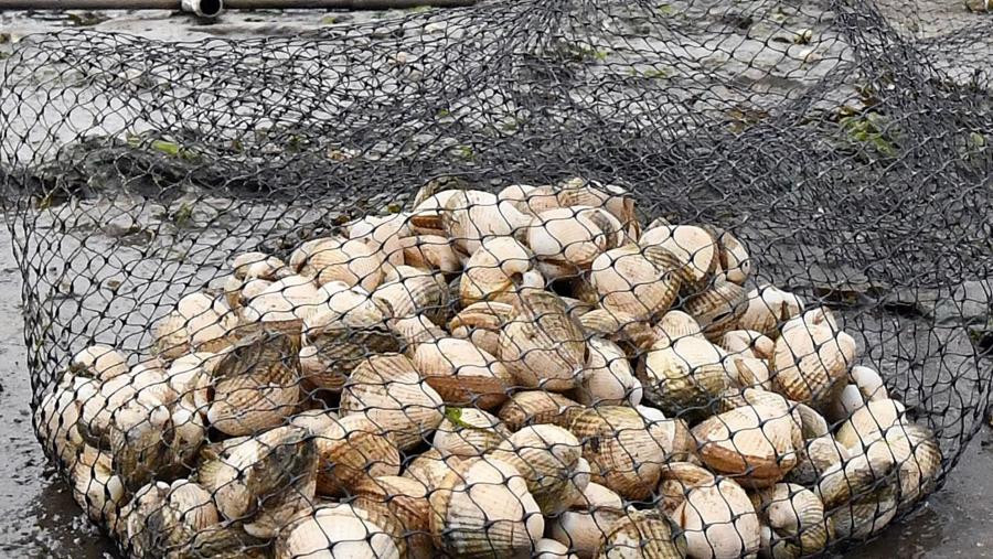 A metodoloxía utilizada permitiu realizar unha diagnose en 15 especies. A metodoloxía utilizada permitiu realizar unha diagnose en 15 especies.