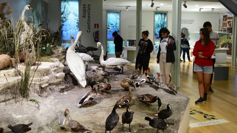 Aves expostas no Museo de Historia Natural da USC. FOTO: Santi Alvite Aves expostas no Museo de Historia Natural da USC. FOTO: Santi Alvite