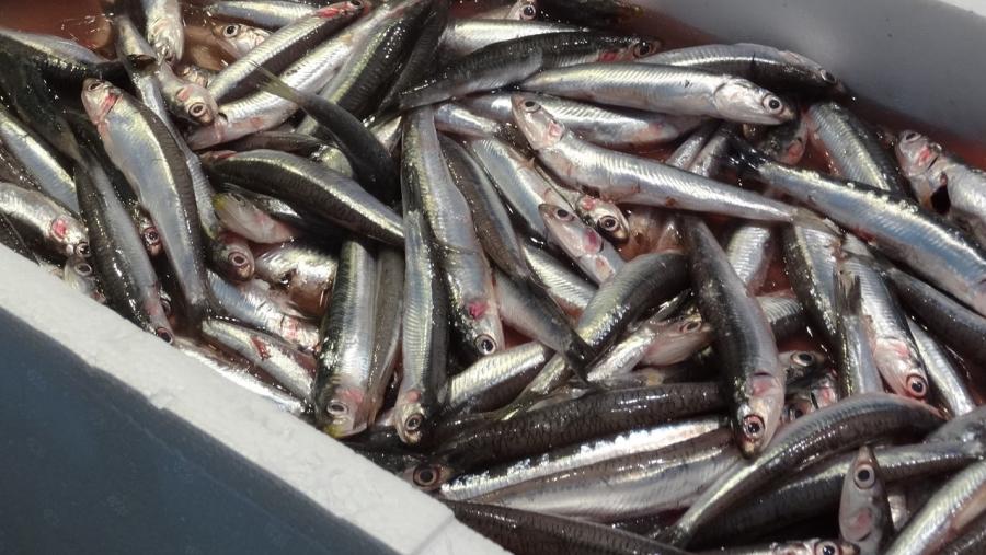 Os prezos da anchoa responderon de forma moi dinámica á crise pesqueira Os prezos da anchoa responderon de forma moi dinámica á crise pesqueira