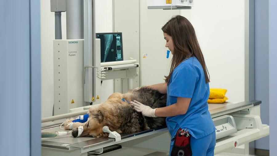 Veterinaria é un dos eidos nos que sobresae a USC. FOTO: https://rofcodina.org/ Veterinaria é un dos eidos nos que sobresae a USC. FOTO: https://rofcodina.org/