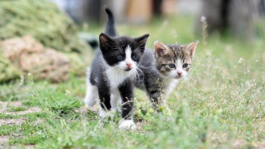O foro tamén servirá para afondar no nexo entre esterilización e o comportamento de cans e gatos. FOTO: Pixabay