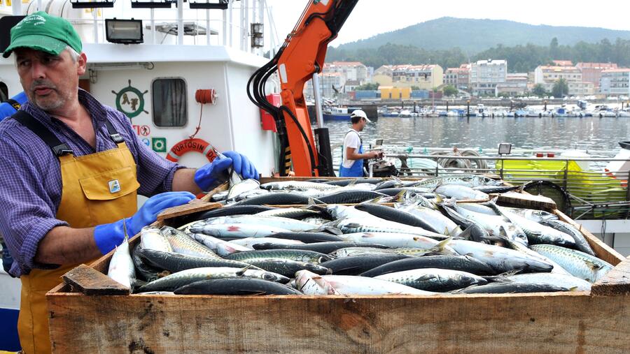 O obxectivo é a modelización dunha campaña de promoción do consumo de peixe O obxectivo é a modelización dunha campaña de promoción do consumo de peixe