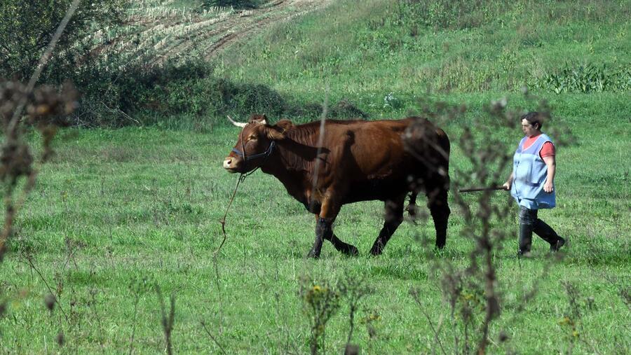 Foto Asfalto reciclado e o deseño dunha piscifactoría de rodaballo, estudos recoñecidos nos premios Enxeñaría e Muller Rural