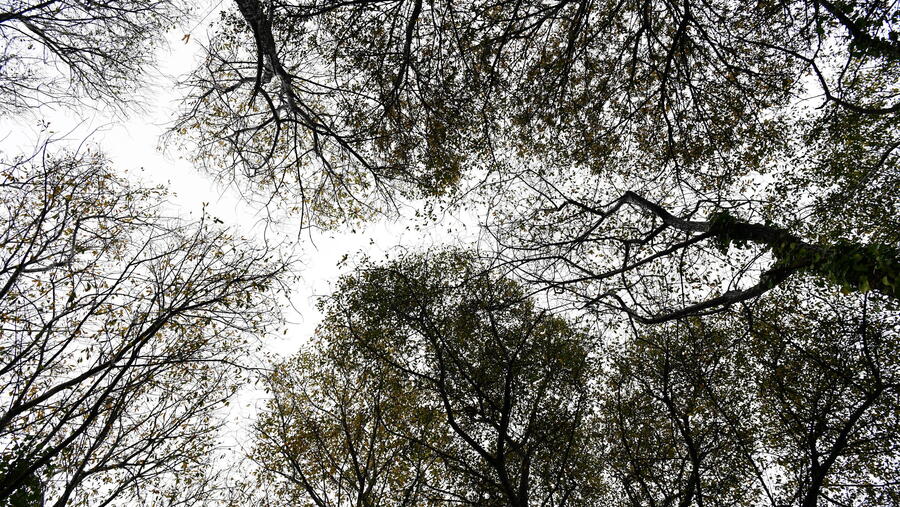 O proxecto centrarase no deseño urbano de espazos públicos inclusivos. Imaxe de arquivo de árbores nun espazo urbano. FOTO: Santi Alvite O proxecto centrarase no deseño urbano de espazos públicos inclusivos. Imaxe de arquivo de árbores nun espazo urbano. FOTO: Santi Alvite