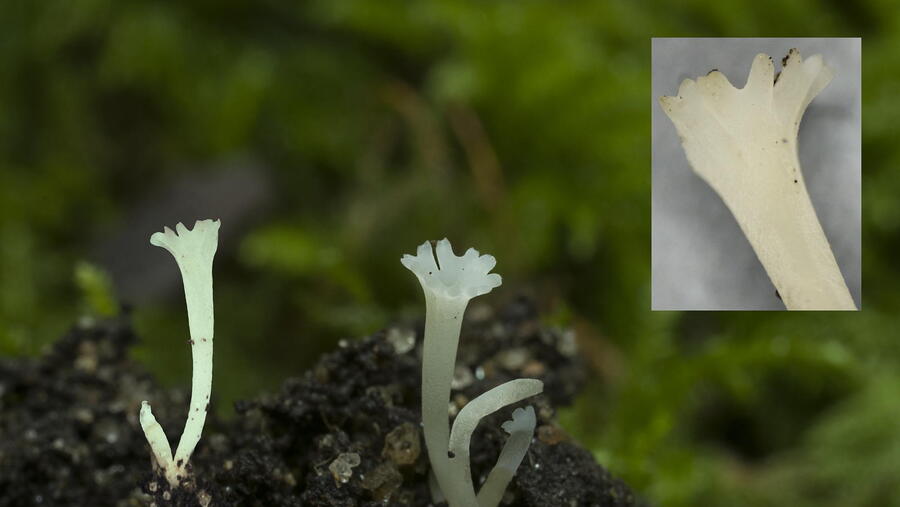 'Ramariopsis coronata' 'Ramariopsis coronata'