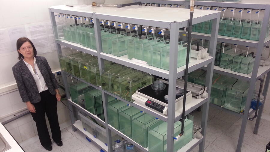 Sánchez Piñón pertence ao grupo de investigación ‘Xenética para a acuicultura e a conservación de recursos’ (ACUIGEN) Sánchez Piñón pertence ao grupo de investigación ‘Xenética para a acuicultura e a conservación de recursos’ (ACUIGEN)