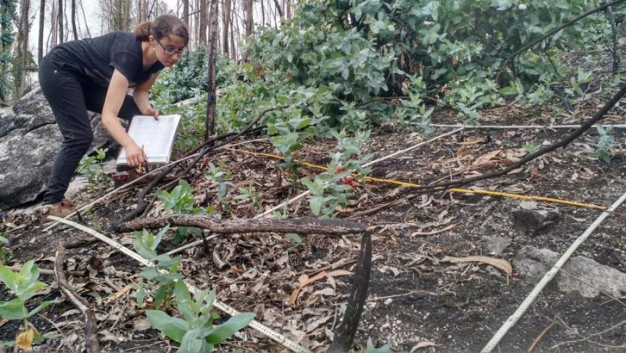 Unha investigadora toma datos nunha zona incendiada Unha investigadora toma datos nunha zona incendiada